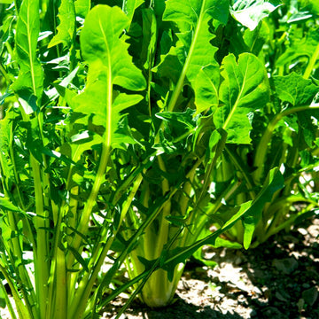 Dandelion Seeds – Italian
