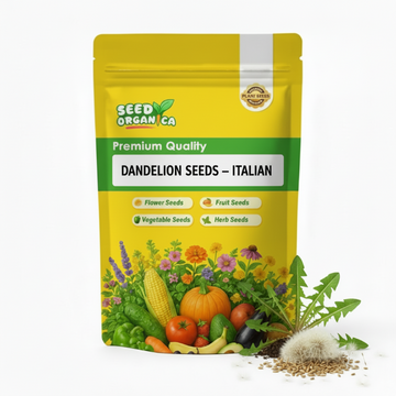 Dandelion Seeds – Italian