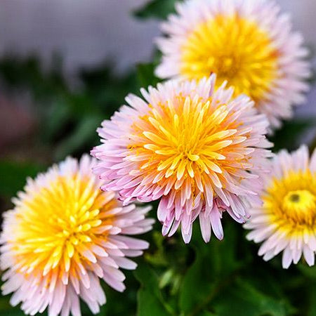 Dandelion Seeds – Pink
