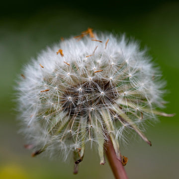 Dandelion Seeds – Taraxacum Officinale
