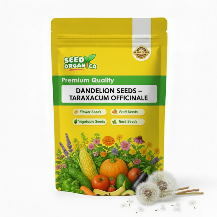 Dandelion Seeds – Taraxacum Officinale