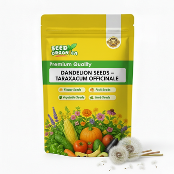 Dandelion Seeds – Taraxacum Officinale