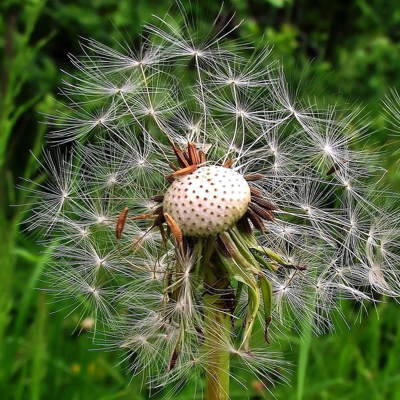 Dandelion Seeds – Taraxacum Officinale
