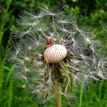 Dandelion Seeds – Taraxacum Officinale

