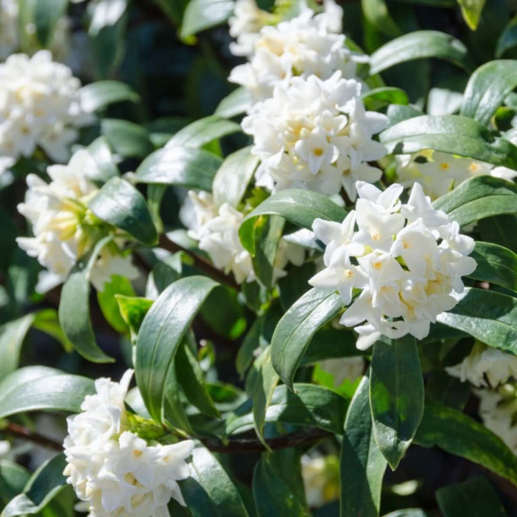 Daphne Seeds - Flower Plant for Home Gardens