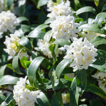 Daphne Seeds - Flower Plant for Home Gardens