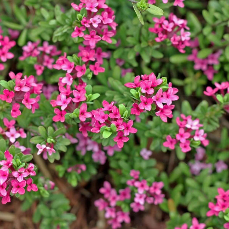 Daphne Seeds - Flower Plant for Home Gardens