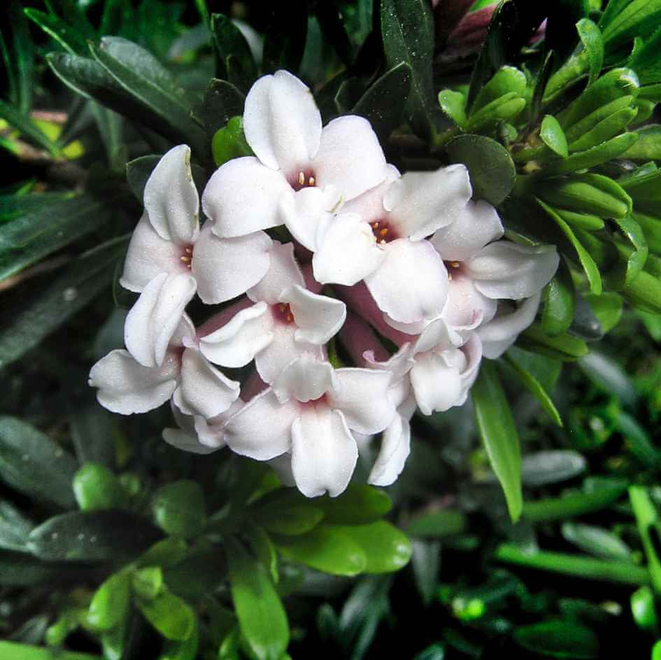 Daphne Seeds - Flower Plant for Home Gardens