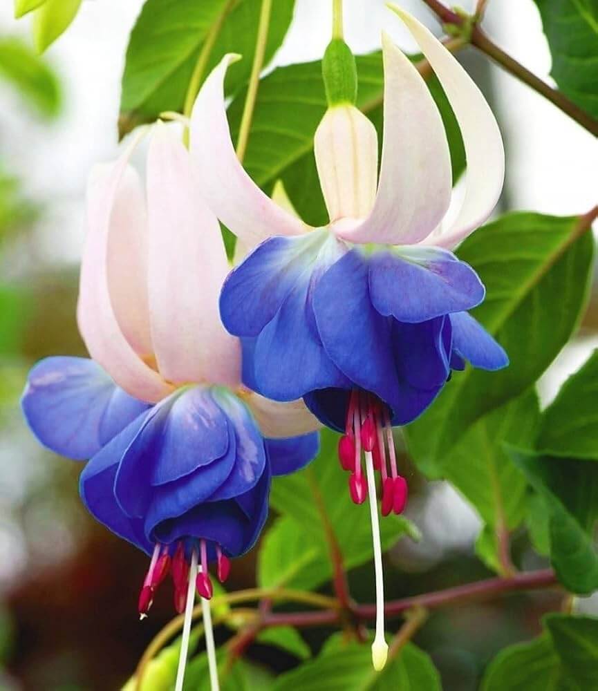 Dark Blue Fuchsia Seeds