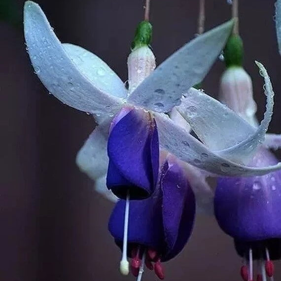 Dark Blue Fuchsia Seeds