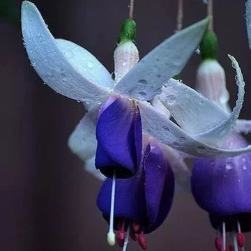 Dark Blue Fuchsia Seeds
