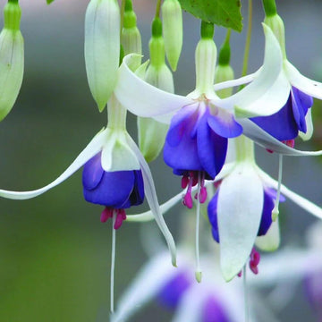 Dark Blue Fuchsia Seeds