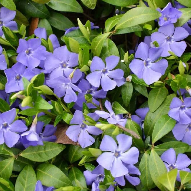Dark Blue Mandevilla Seeds