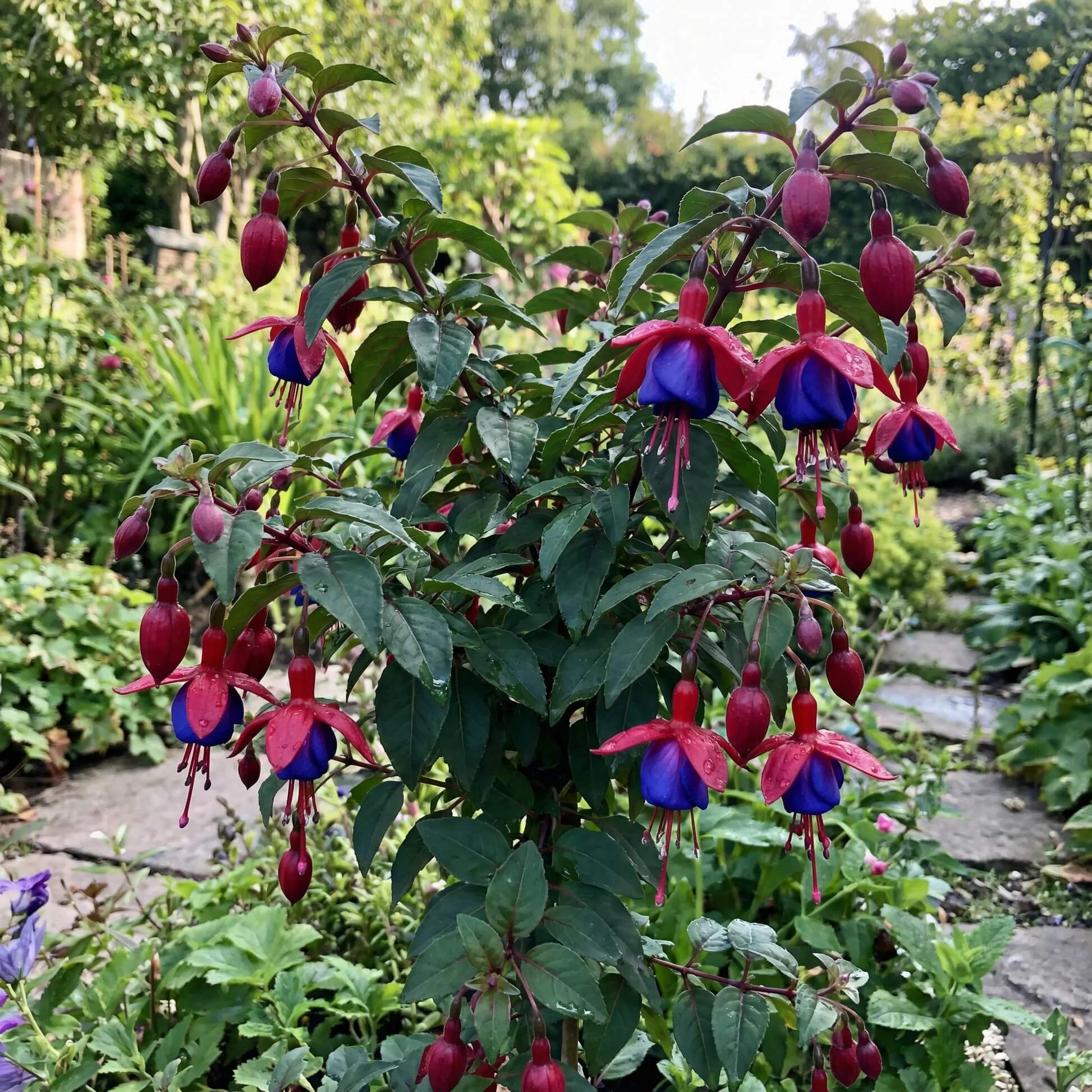 Dark Blue Red Fuchsia Seeds