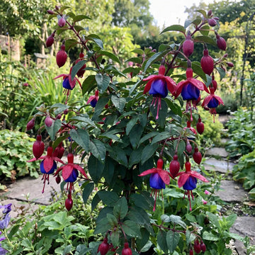Dark Blue Red Fuchsia Seeds