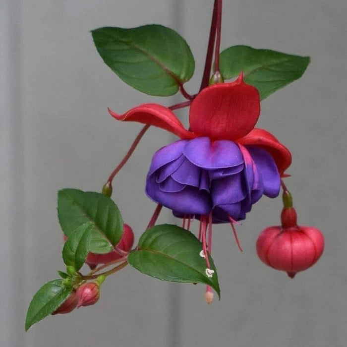 Dark Blue Red Fuchsia Seeds