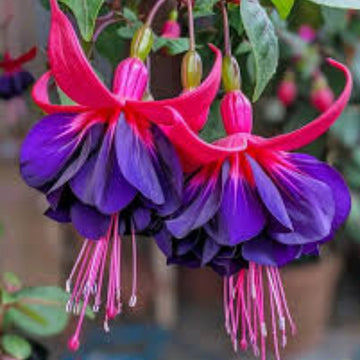 Dark Blue Red Fuchsia Seeds