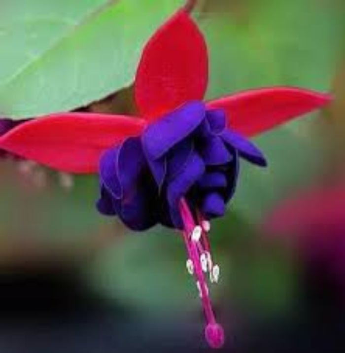 Dark Blue Red Fuchsia Seeds