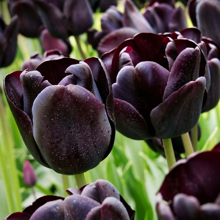 Dark Khaki Tulip Seeds