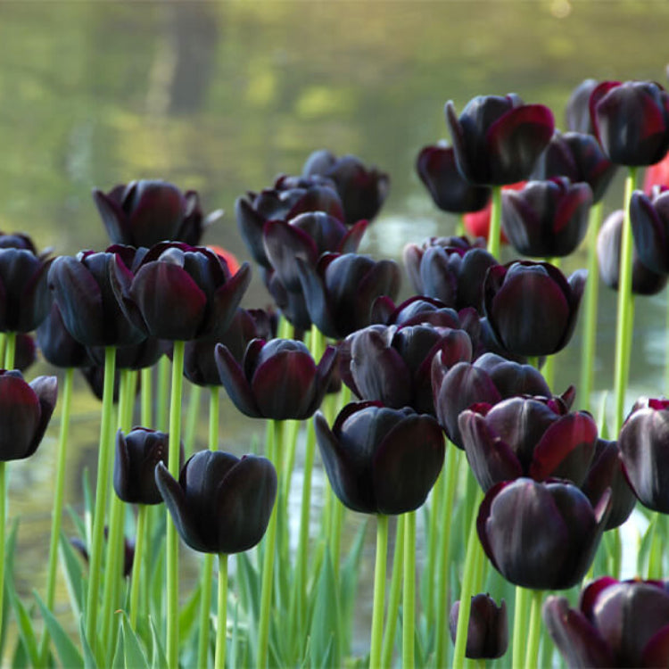 Dark Khaki Tulip Seeds