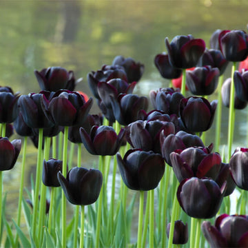 Dark Khaki Tulip Seeds