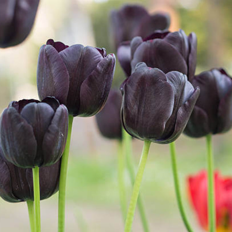 Dark Khaki Tulip Seeds