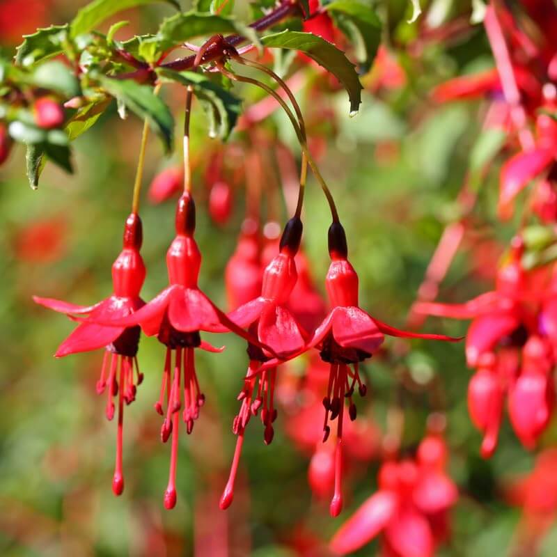 Dark Maroon Red Fuchsia Seeds 