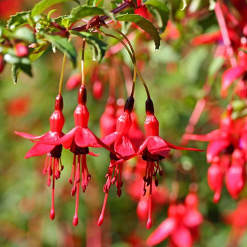 Dark Maroon Red Fuchsia Seeds 