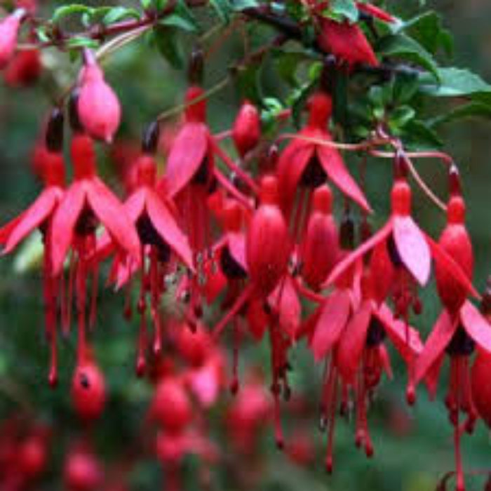 Dark Maroon Red Fuchsia Seeds 