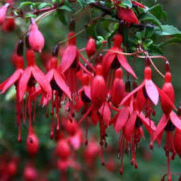 Dark Maroon Red Fuchsia Seeds 