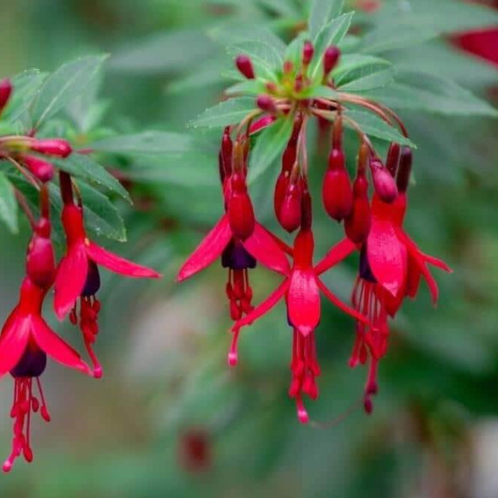 Dark Maroon Red Fuchsia Seeds 