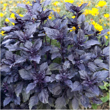 Dark Opal Basil Seeds – Purple Ruffles