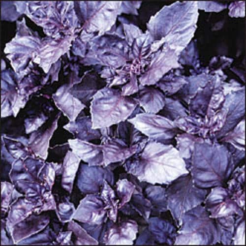 Dark Opal Basil Seeds – Purple Ruffles