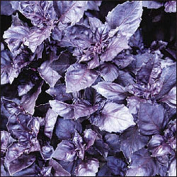 Dark Opal Basil Seeds – Purple Ruffles