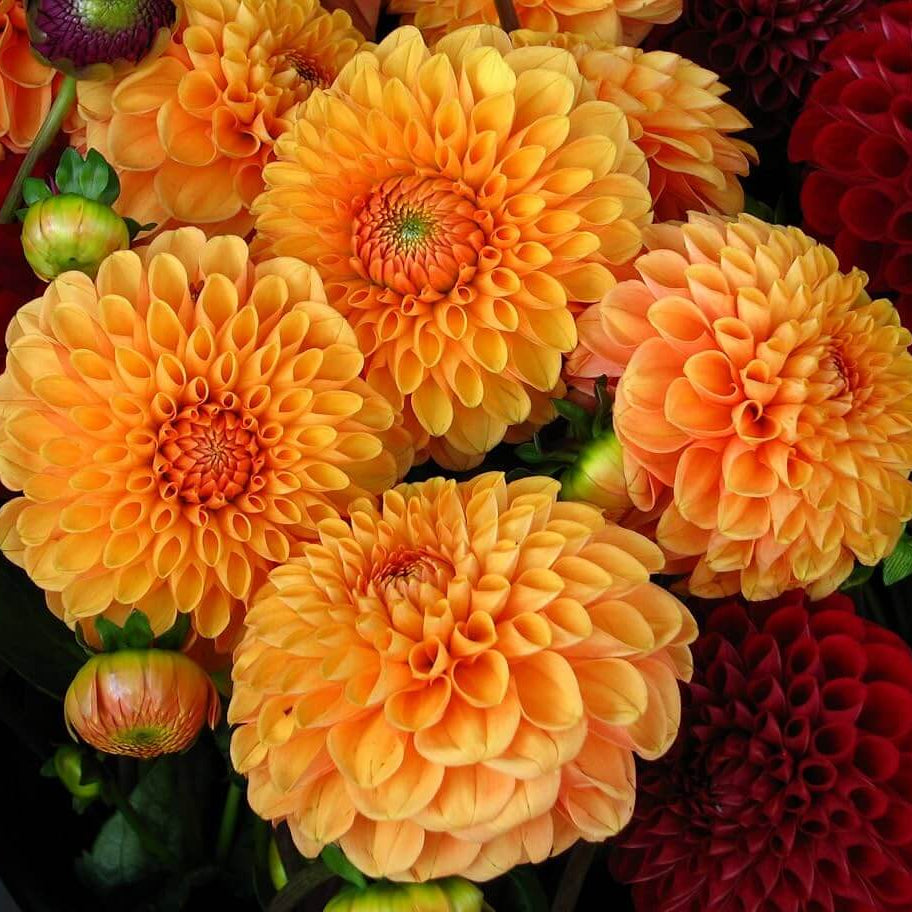Dark Orange Dahlia Seeds – Wildflower Mix