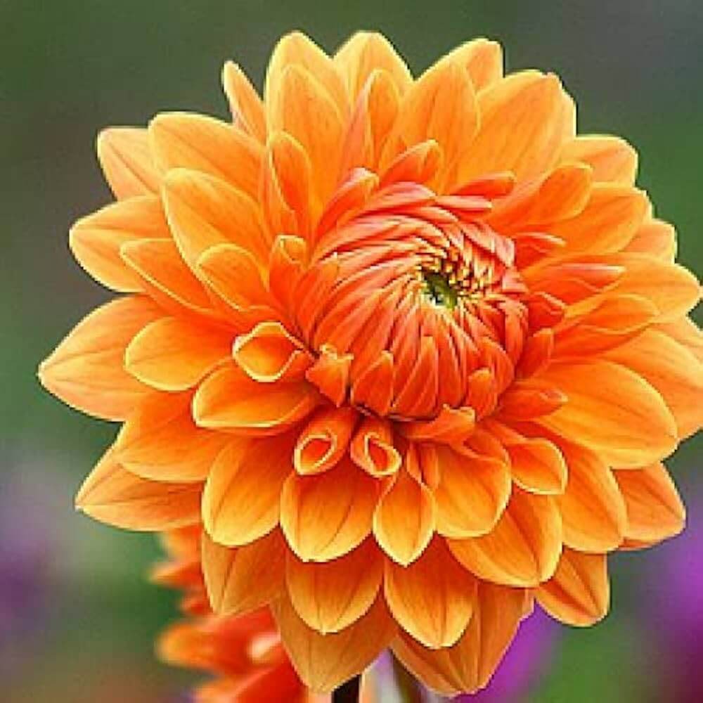 Dark Orange Dahlia Seeds – Wildflower Mix
