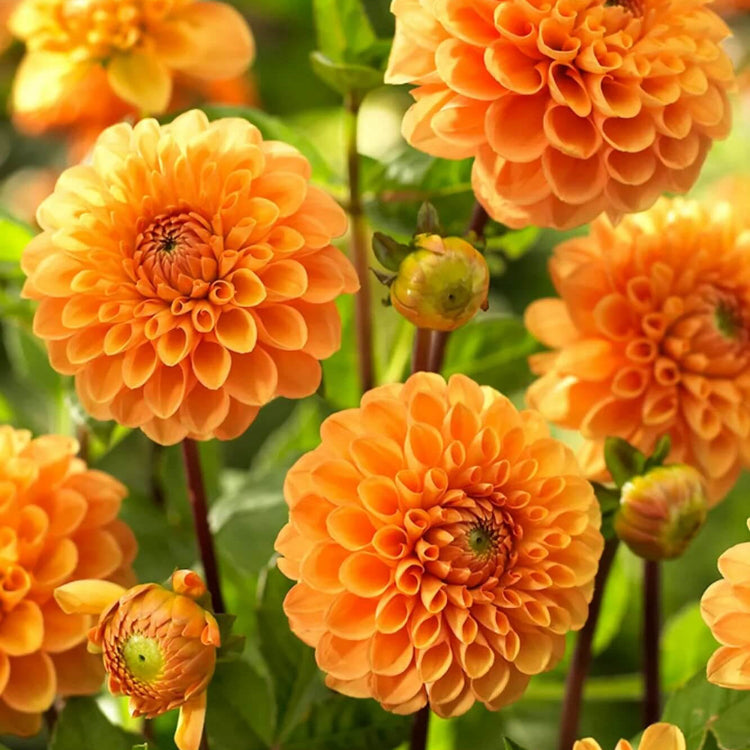 Dark Orange Dahlia Seeds – Wildflower Mix