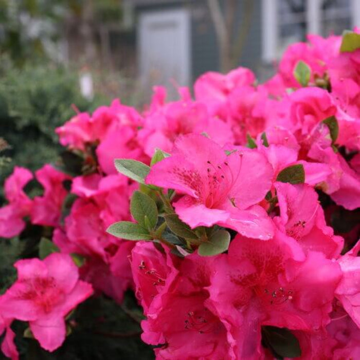Dark Pink Azalea Seeds