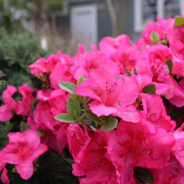 Dark Pink Azalea Seeds