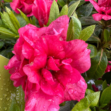 Dark Pink Azalea Seeds