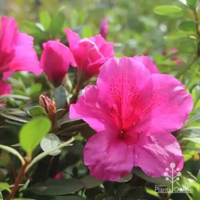 Dark Pink Azalea Seeds