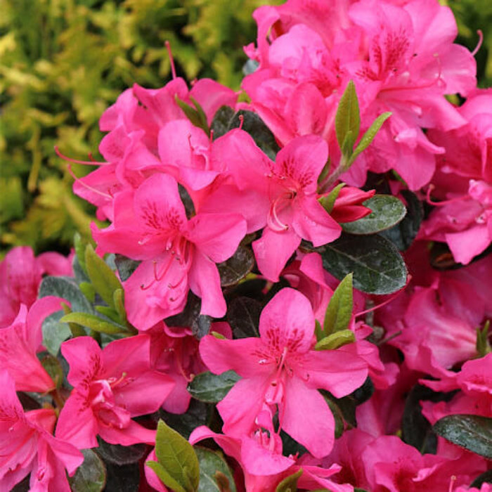 Dark Pink Azalea Seeds