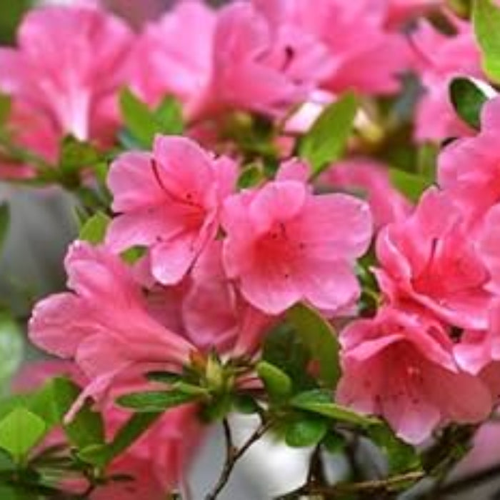 Dark Pink Azalea Seeds