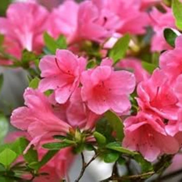 Dark Pink Azalea Seeds