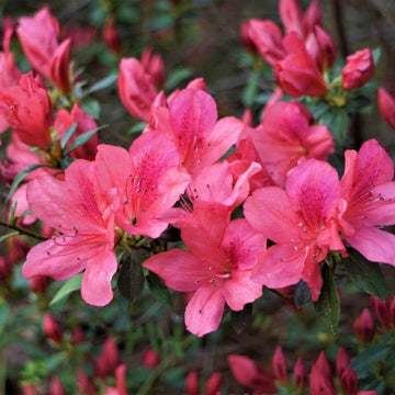 Dark Pink Azalea Seeds