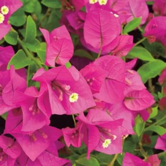 Dark Pink Bougainvillea Seeds - Flower Plant