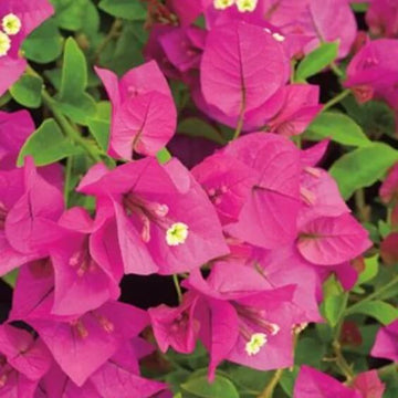 Dark Pink Bougainvillea Seeds - Flower Plant