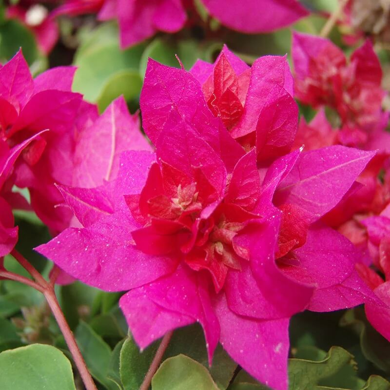 Dark Pink Bougainvillea Seeds - Flower Plant