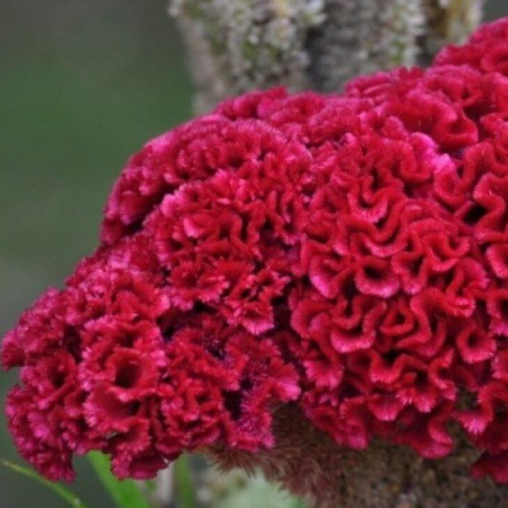Dark Pink Celosia Seeds – Seasonal Bloomer
