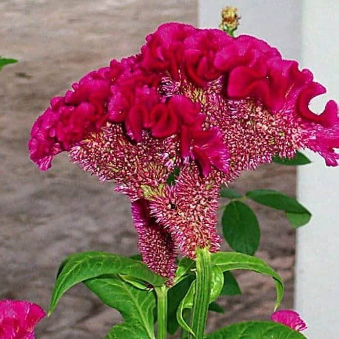 Dark Pink Celosia Seeds – Seasonal Bloomer